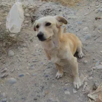 سگ پاکوتاه شکاری|سگ|دزفول, |دیوار