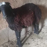 بره نر