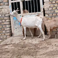 شاه بز دوقلوزا سانن