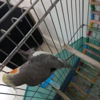 عروس هلندی سخنگو نر ۲۰کلمه حرف میزنه|پرنده|تهران, ائمه اطهار|دیوار