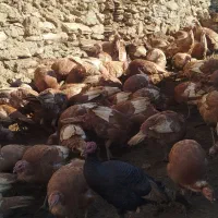 قل محلی|حیوانات مزرعه|مریوان, |دیوار