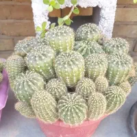 فروش ویژه کاکتوس مناسب هدیه