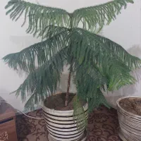 گلدان وگل طبیعی|گل و گیاه طبیعی|شیراز, نصر|دیوار