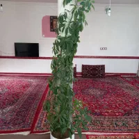 گل پنج انگشتی|گل و گیاه طبیعی|بناب, |دیوار