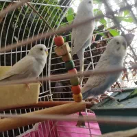 3 تا مرغ عشق با قفس پایه دار