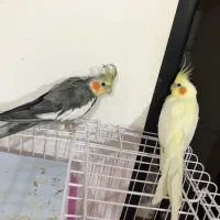 عروس هلندی|پرنده|رشت, جماران|دیوار