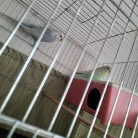 فروش ۴ عدد مرغ عشق