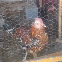 جوجه خروس و مرغ سیاه رنگ درشت|حیوانات مزرعه|جهرم, |دیوار