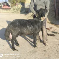 فروش قوچ هترو