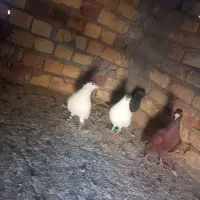 پرشی|پرنده|قائن, |دیوار