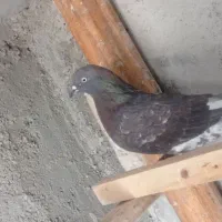 کبوتر ماده بالاگیر کبوتر مال ایذه نیست جلد ایذه نی