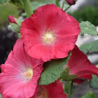 بذر گل ختمی گلبهی رنگ مخلوط با رنگ سرخ هلندی|گل و گیاه طبیعی|سوسنگرد, |دیوار