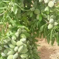 پخش و توزیع نهال بادام رقم سنگی و کاغذی گلدانی