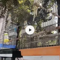 معاوضه عروس هلندی