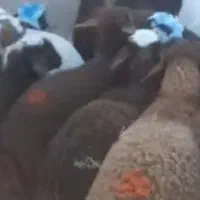 گوسفند زنده با قصاب