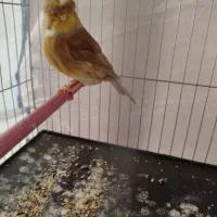 تعداد قناری سانتی وگاستر