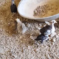 جوجه