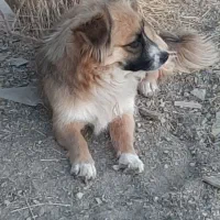 سگ پاکوتا خانگی|سگ|سنندج, |دیوار