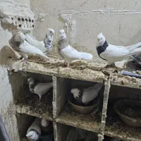 کبوتر|پرنده|بهبهان, |دیوار