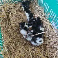 فروش تخم نطفه دار نژاد اصیل گلین لری کرچ شو|حیوانات مزرعه|تنکابن, |دیوار