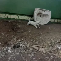 توله ای پا کوتا جیبی|سگ|قروه, |دیوار