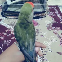 کوتوله وعروس هلندی گلدار|پرنده|مهر, |دیوار
