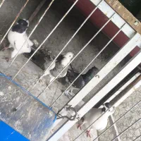 کبوتر زینتی و پرشی