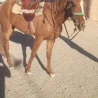 اسب|اسب و تجهیزات اسب‌سواری|رشتخوار, |دیوار