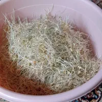 سمنو|خوردنی و آشامیدنی|مشهد, مشکینی (شهرک غرب)|دیوار