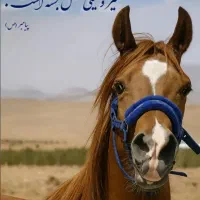 کره اسب کرد