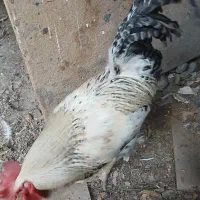 خروس بومی درشت هیکل
