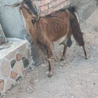 بز افغان شیری