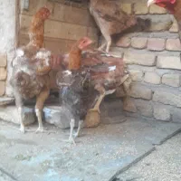 مرغ و خروس لاری و مرغ خانگی|حیوانات مزرعه|الوند, |دیوار