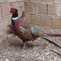 مرغ امریکایی مولد