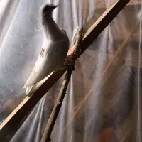 کبوتر|پرنده|بابلسر, |دیوار