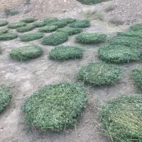 یونجه