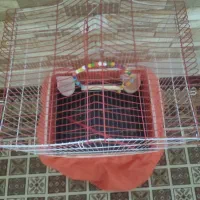 فروش قفس طوطی و عروس هلندی|لوازم جانبی حیوانات|ملایر, |دیوار