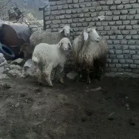 میش بره دار