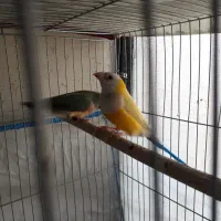 فنج جامبو وشارکول وانگلیسی|پرنده|بندرعباس, |دیوار