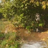 وبلایی ۲۹۵ متر کوچه باغ فروشی مرکزشهرایذه