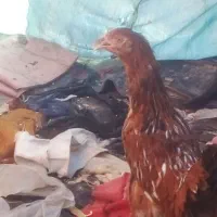 مرغ نزدیک به تخم