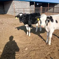 گوساله|حیوانات مزرعه|تربت جام, میان جام|دیوار