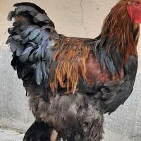 تخم نطفه دار مرغ برهما  رومانی اصل