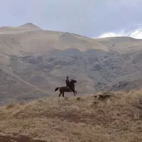 مادیان به همراه کره|اسب و تجهیزات اسبسواری|قزوین, |دیوار