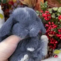 خرگوش لوپ بلوگوش پایین واکسینه انگلتراپی شناسنامه