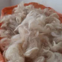 پشم گوسفندی