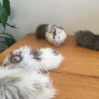 همستر  نژاد سوری|موش و خرگوش|ابهر, |دیوار