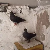 دم سفید|پرنده|زاهدان, |دیوار