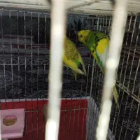 مرغ عشق|پرنده|تبریز, |دیوار