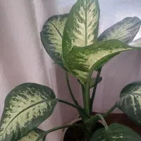 گل دیفن|گل و گیاه طبیعی|مراغه, |دیوار